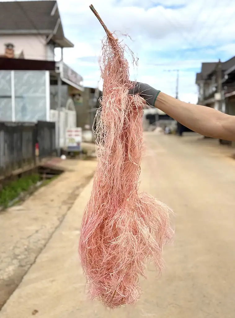 Dây rừng Tây Nguyên màu hồng nhạt