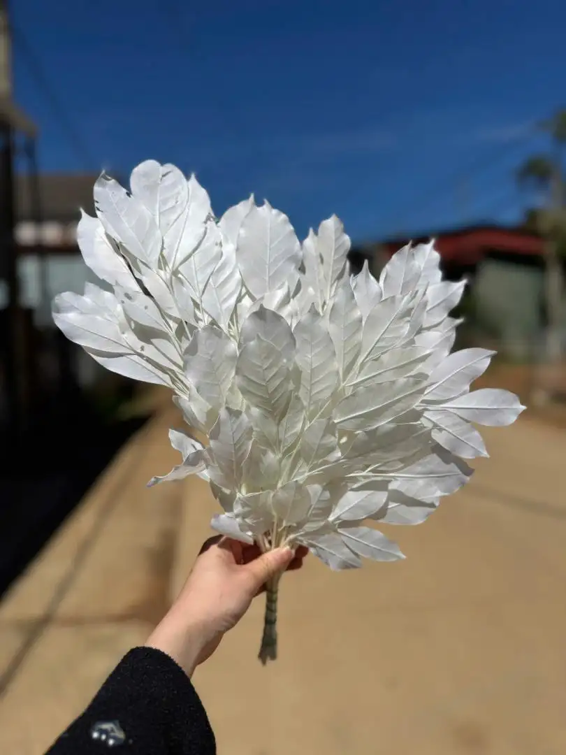 Lá nguyệt quế khô màu trắng