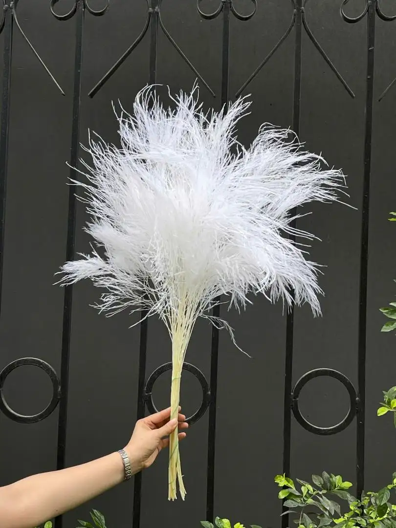 Tùng Kim Ý màu trắng