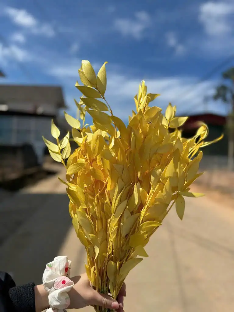 Lá kim giao khô màu vàng