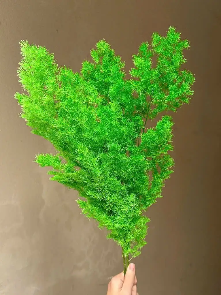 Tùng Nho màu xanh lá