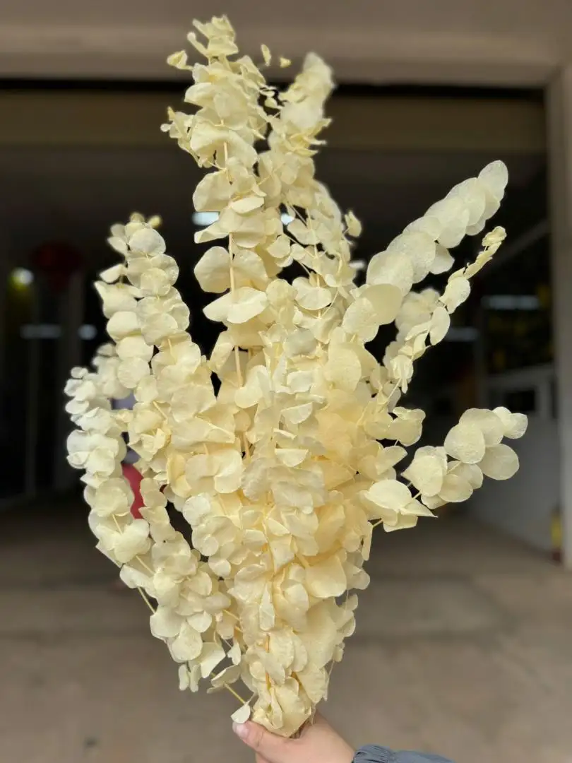 Lá bạc to màu vàng nhạt