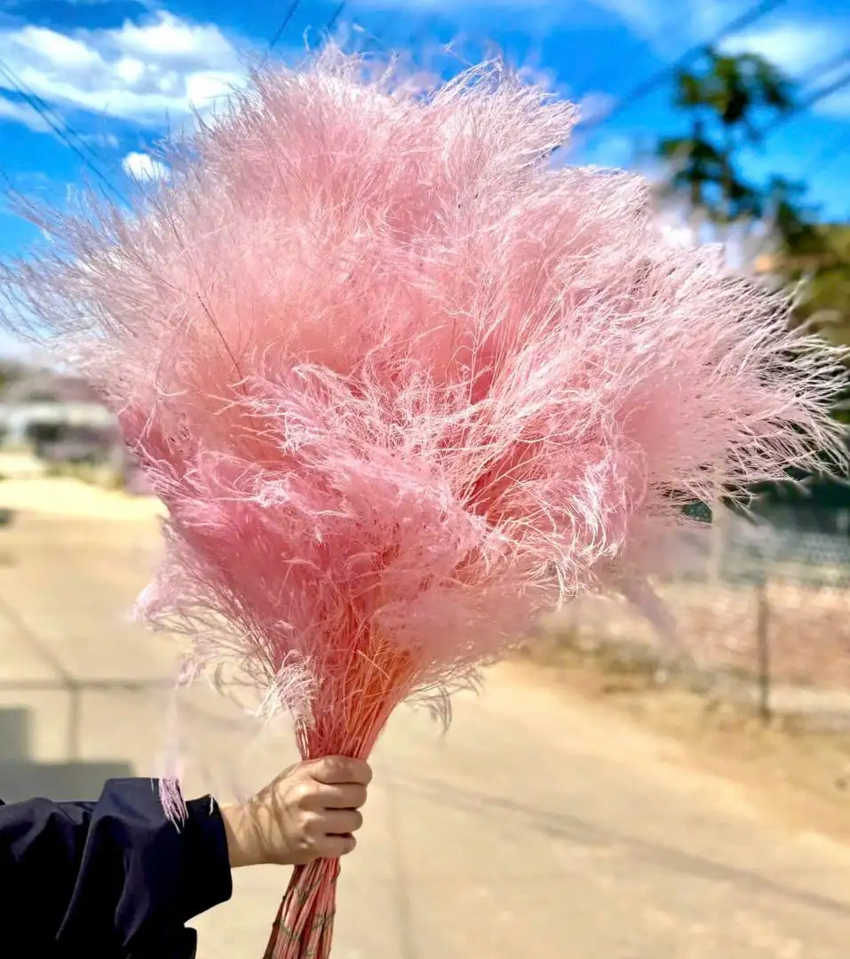 Tùng Kim Ý màu hồng nhạt