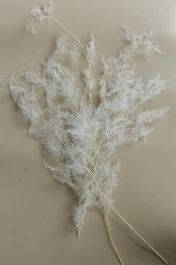 Kim Thuỷ Tùng Màu Trắng