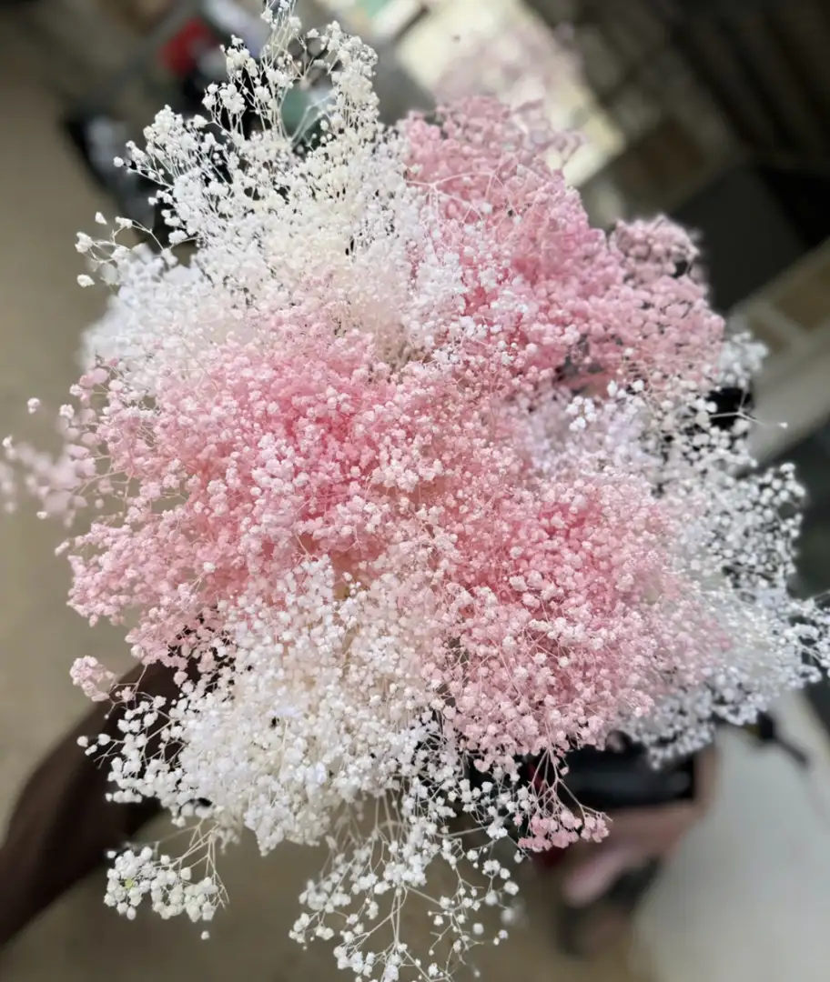 Hoa baby trắng hồng