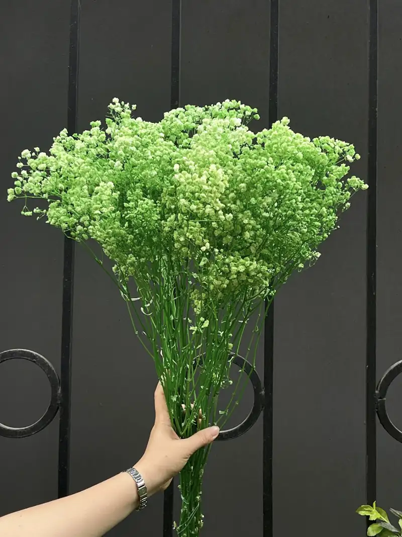 Hoa baby màu xanh lá