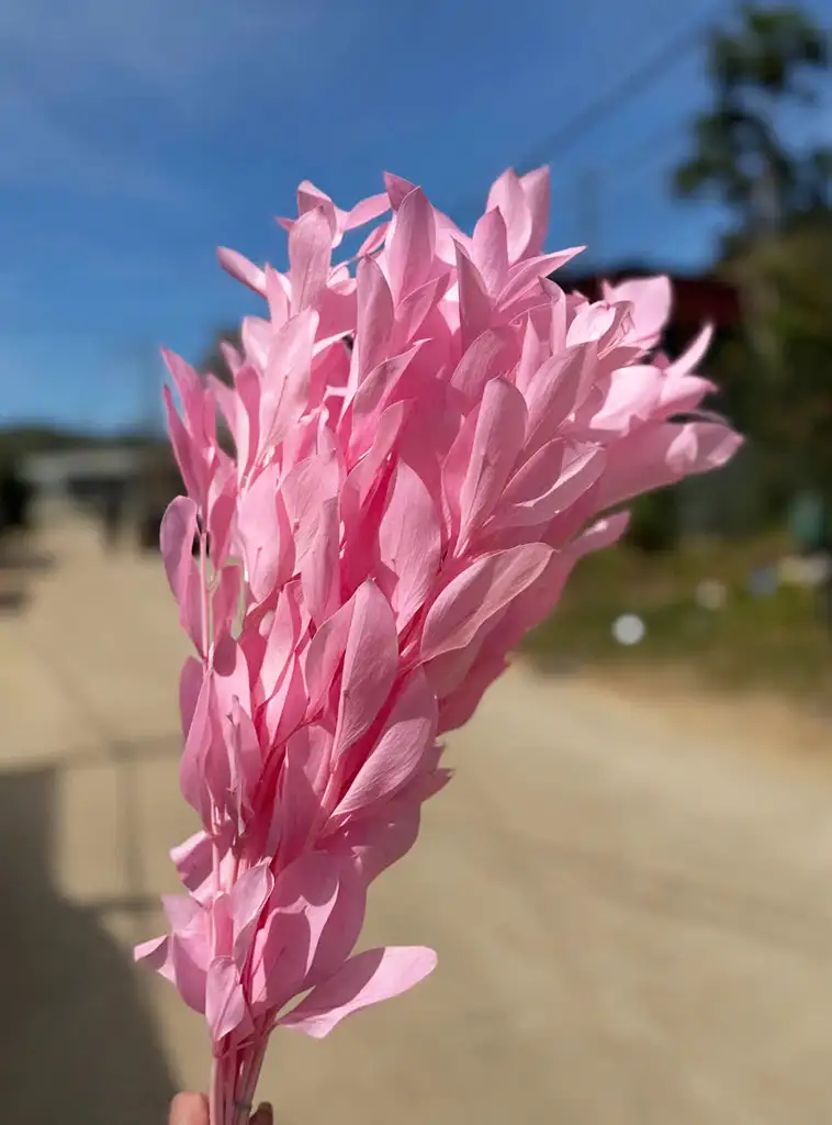Lá chanh khô màu hồng