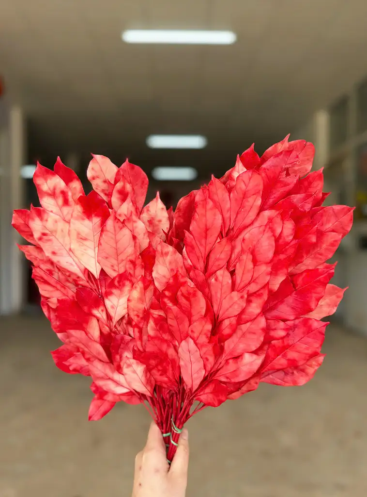 Lá nguyệt quế khô màu đỏ