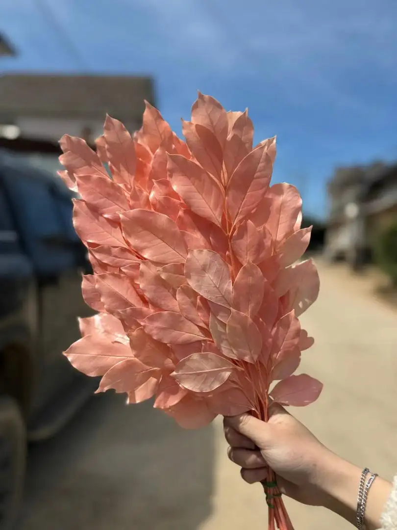 Lá nguyệt quế khô màu hồng nhạt