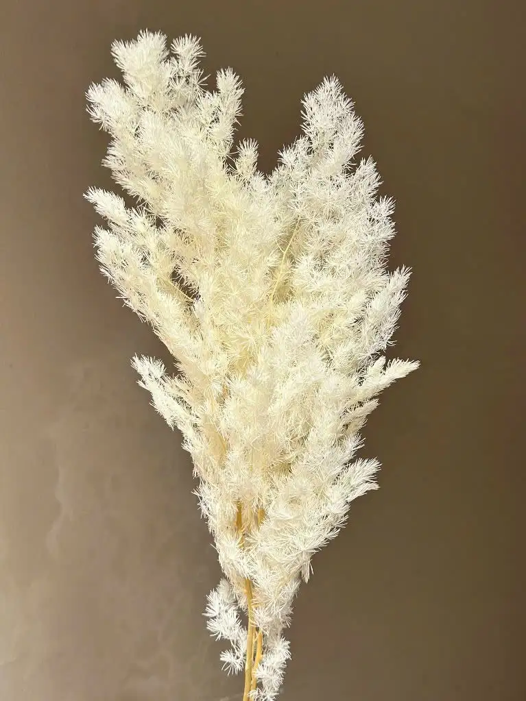 Tùng Nho màu trắng