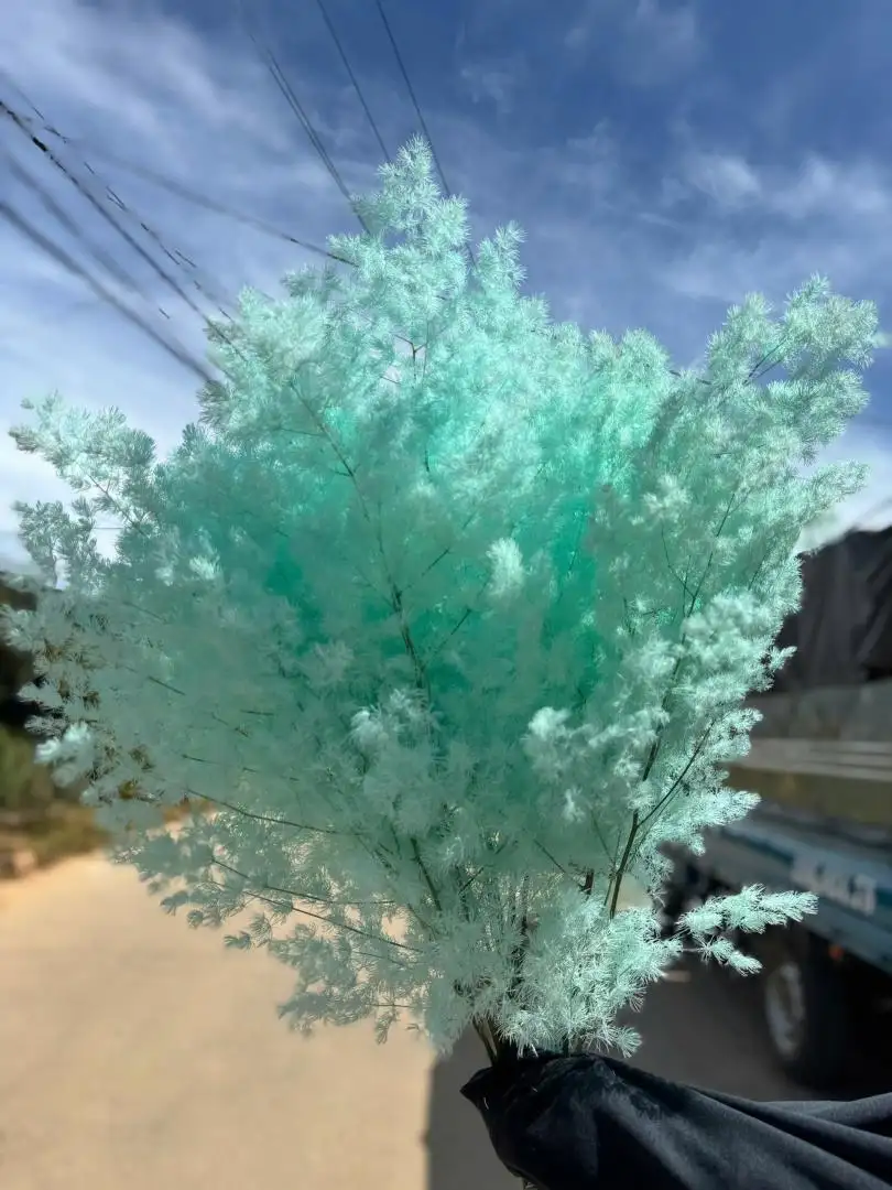 Tùng Nho màu xanh da trời nhạt