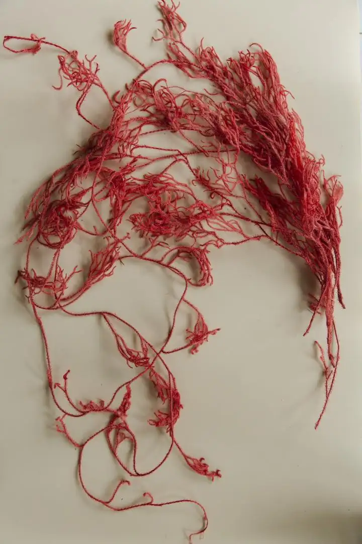 Dây Rừng Màu Đỏ