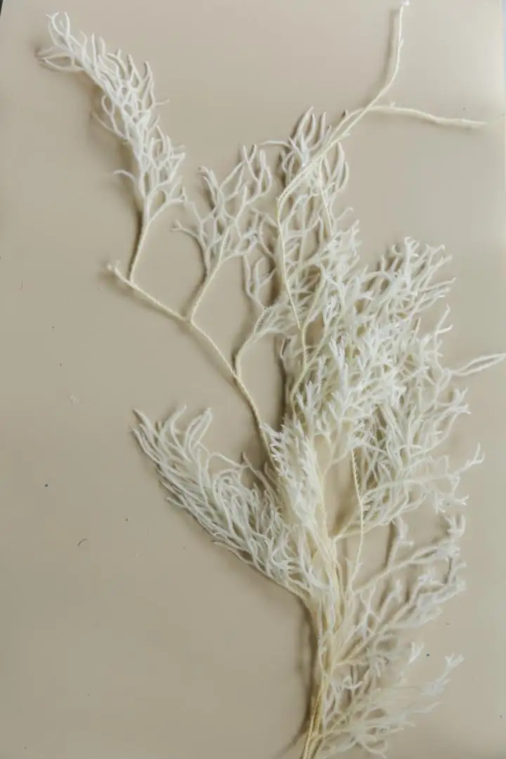 Dây Rừng Màu Trắng