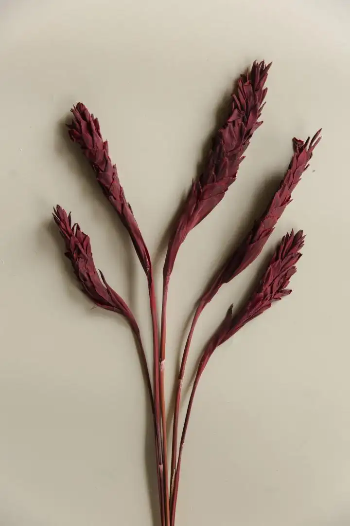 Hạnh Phúc Màu Đỏ