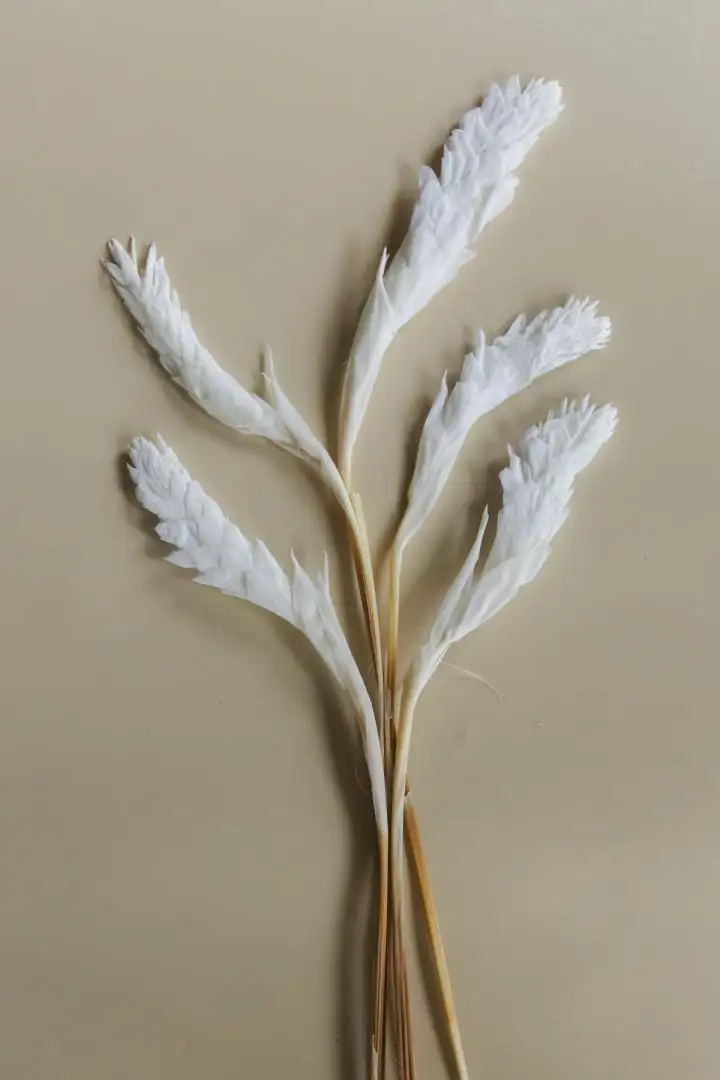 Hạnh Phúc Màu Trắng