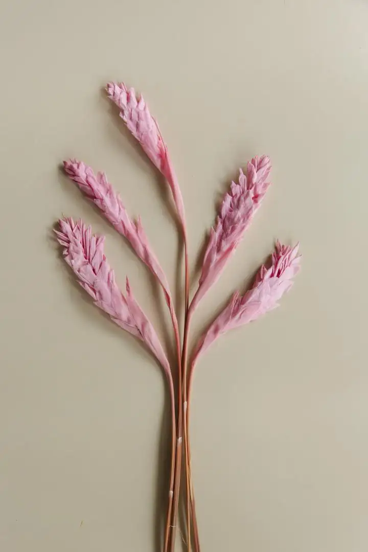 Hạnh Phúc Màu Hồng