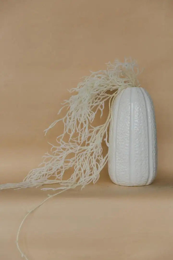 Thông Đất Màu Trắng